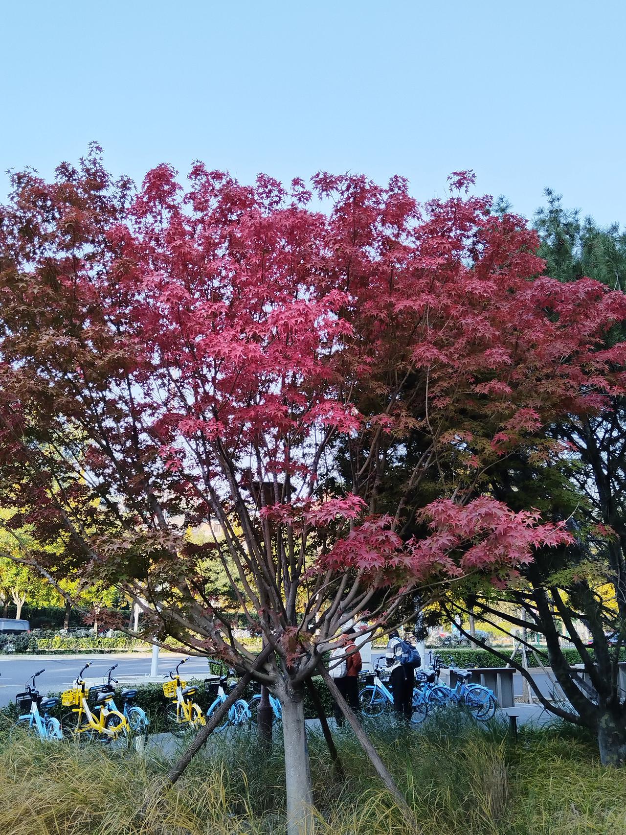 北京秋天的色彩。现在正是北京最美的秋天，阳光明媚，秋高气爽，天高云淡，不用特意