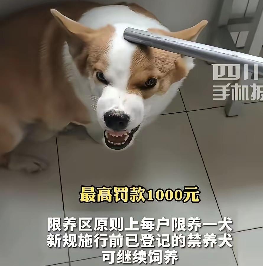 成都热闹了！5月27日刚通过养犬新规，8月1日开始执行，真是大快人心！遛狗不牵绳