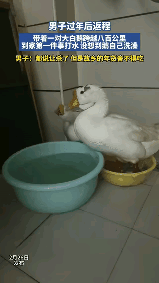 “彻底解释不清了！”河南，一男子过年后返程，带着大鹅跨越八百公里带回山东，到家第