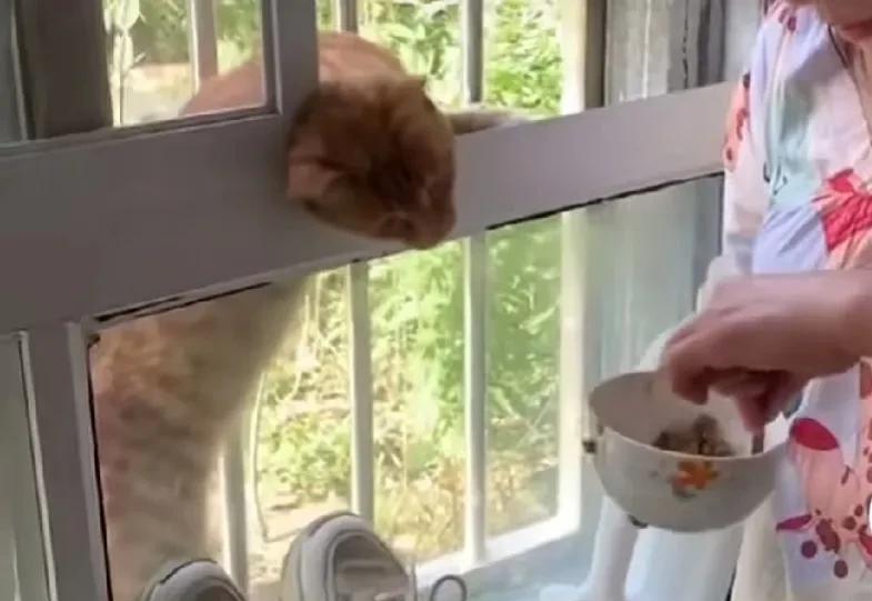 我家住一楼，小区的一只流浪大橘猫每到饭点就会准时趴到窗口要吃的，慢一点给它就喵喵