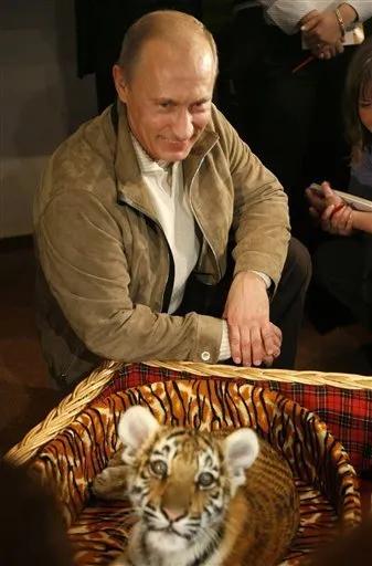 俄罗斯想学中国“熊猫外交”，往外送老虎攀关系，引起关注。5月27日，俄总统普