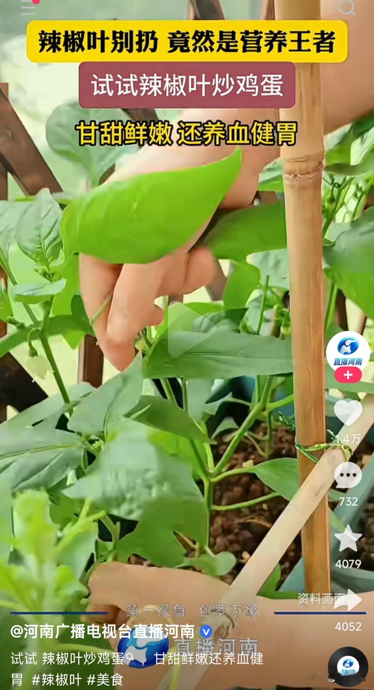 活了30多年了第一次听说辣椒叶子能炒菜吃，而且还有养血健胃的作用，有吃过的人说说