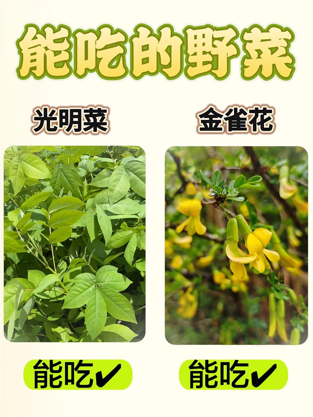 野菜科普挖的是野菜，吃的是乡愁，时令的馈赠最是难得。"野菜"大自然的馈赠乡