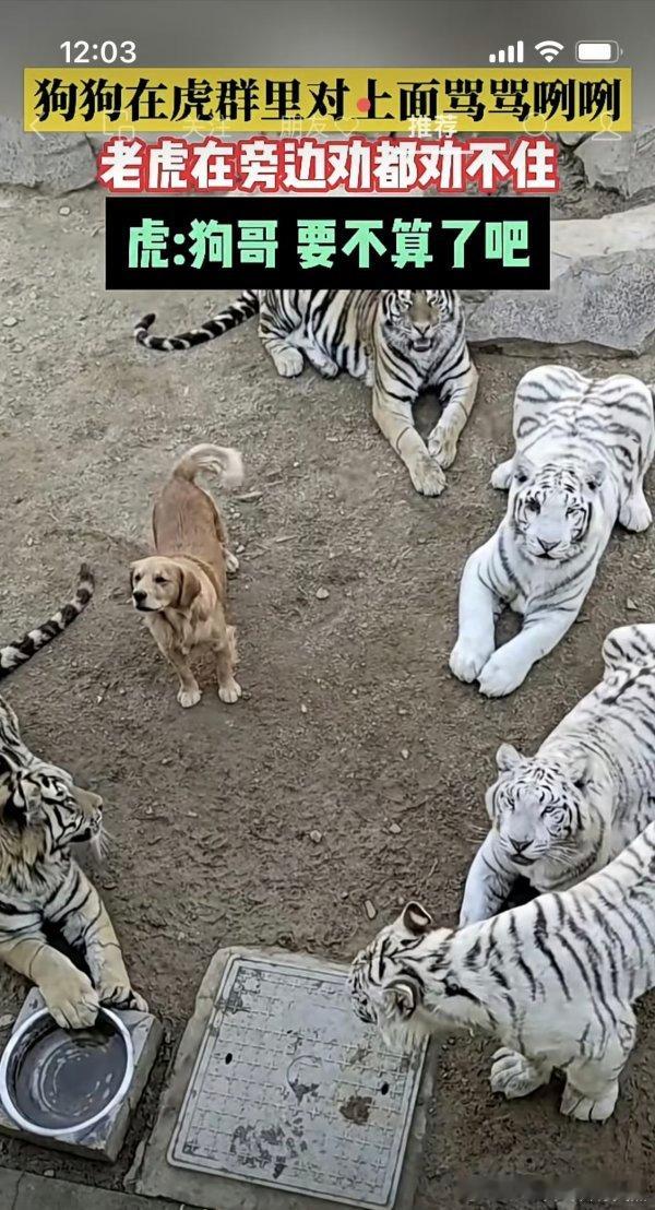 这也要给换性别？没记错这个是狗妈养大的虎子们的吧