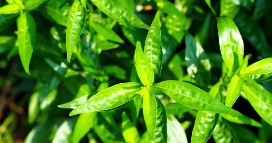 一块钱的小药片，不仅能清热解毒，还能用于这5种病 很多人家中常备复方穿心莲片