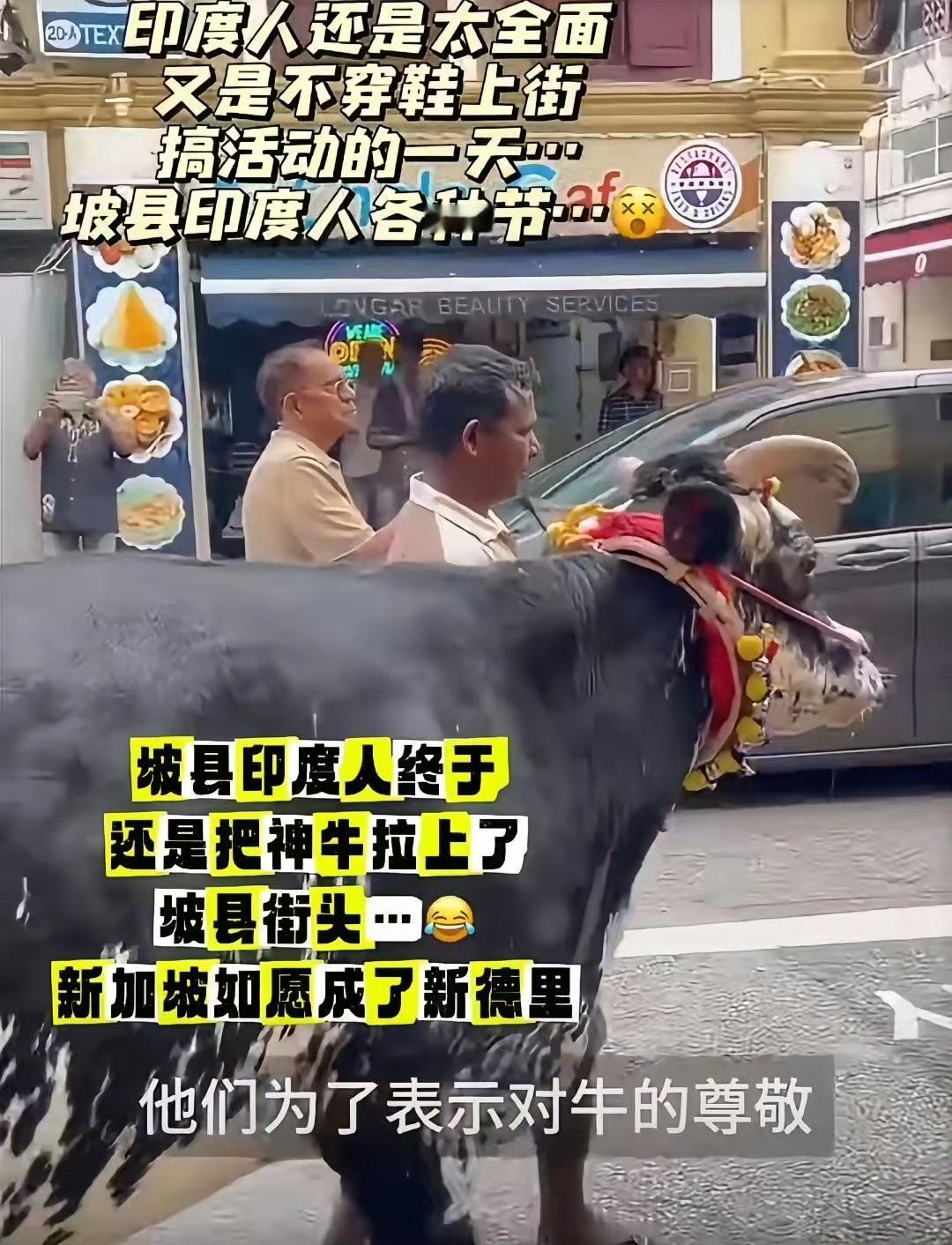 印度人把神牛都带到新加坡市中心游街，他们走到哪儿就把哪儿变成印度模样。​​​