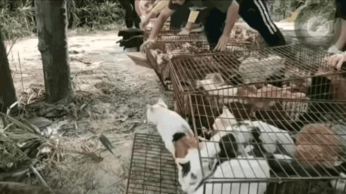 水库放生猫咪后续：300只猫死亡，放生团队动机曝光，警方通报了11月1日清