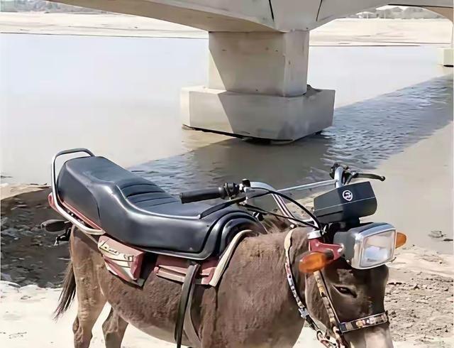 那个“摩托驴拉”的段子，喝了酒骑它算酒驾吗？还真算。交规里明确规定了，醉酒驾驭畜