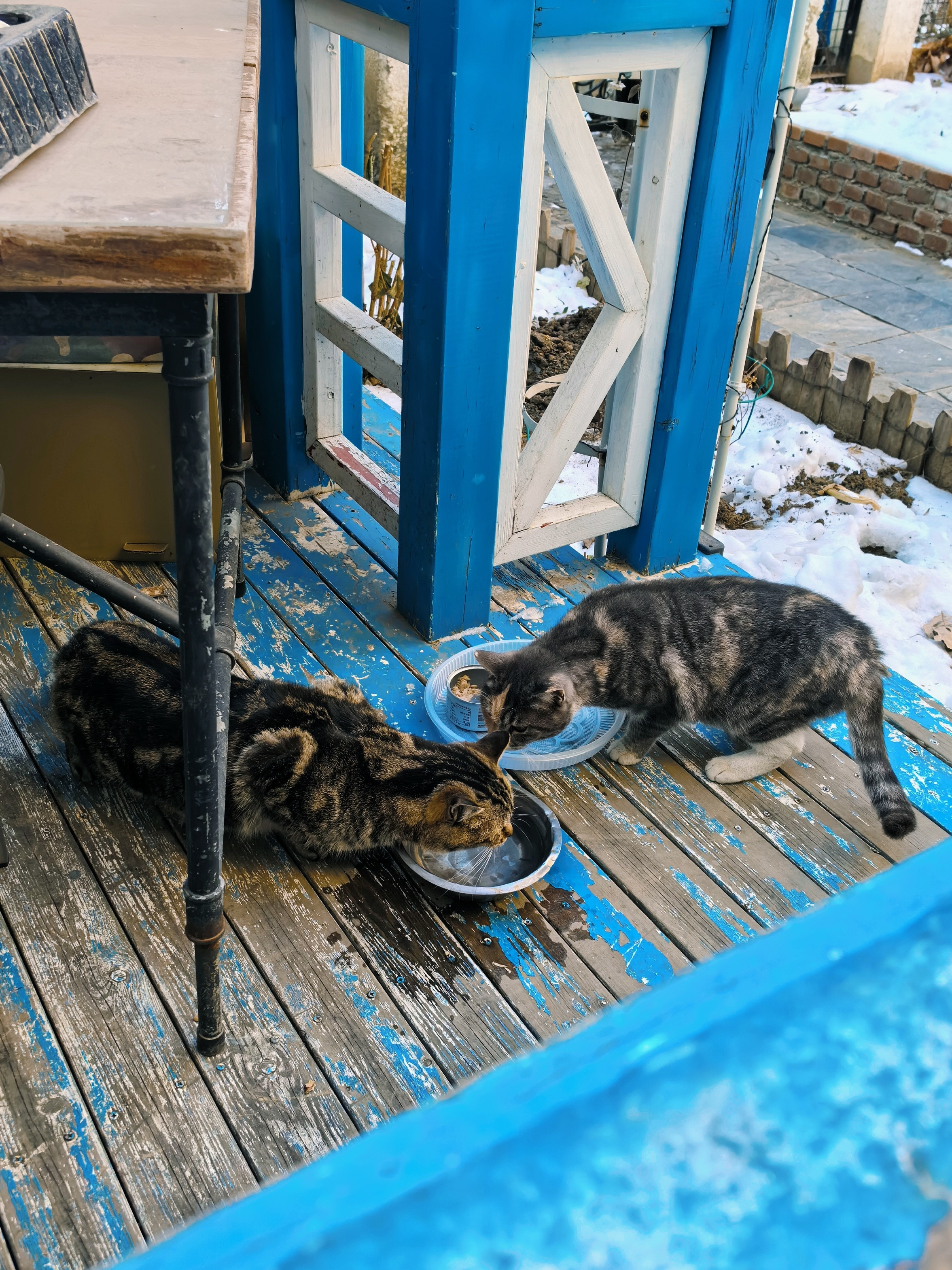 我现在每天是喂猫为乐