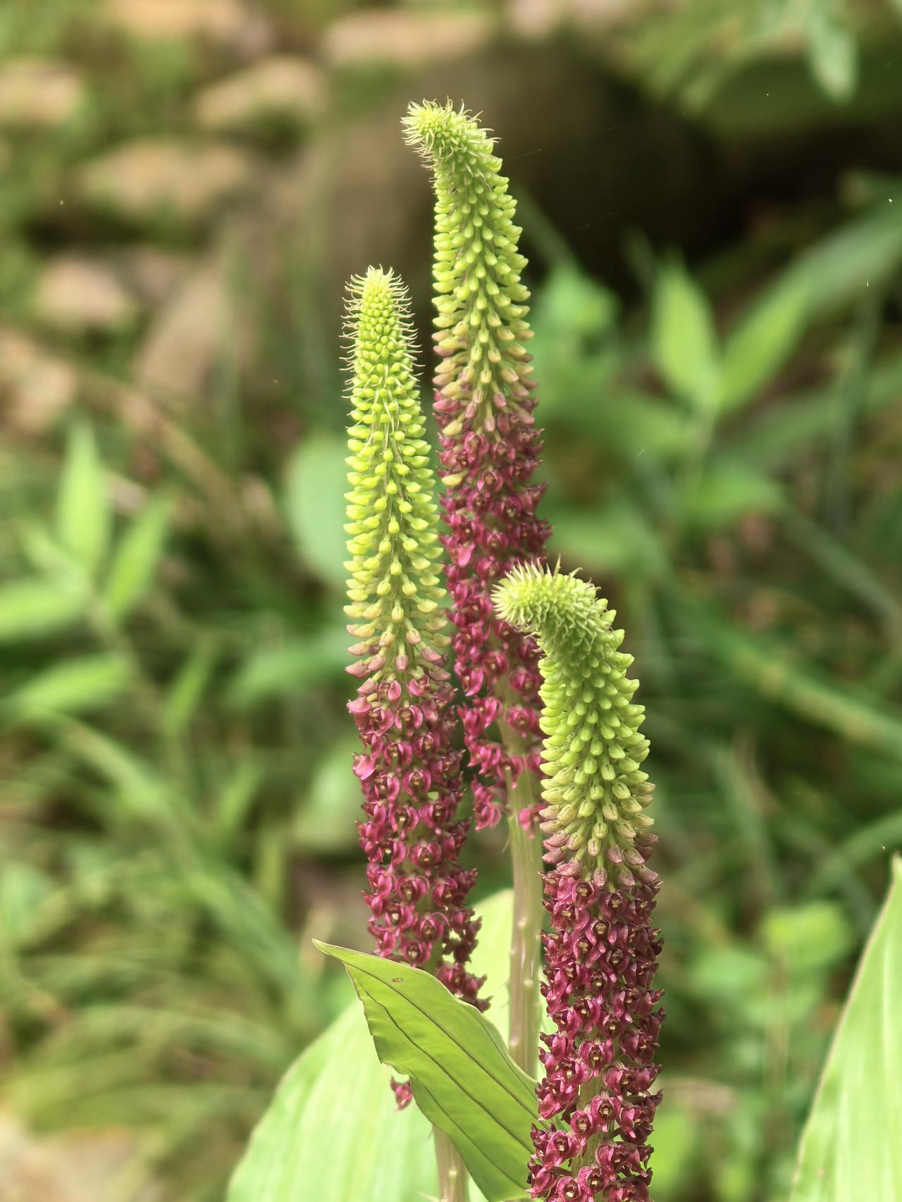 阔叶沼兰，兰科植物家族的特殊存在，它可能会颠覆你对兰花的传统认识。阔叶沼兰是只