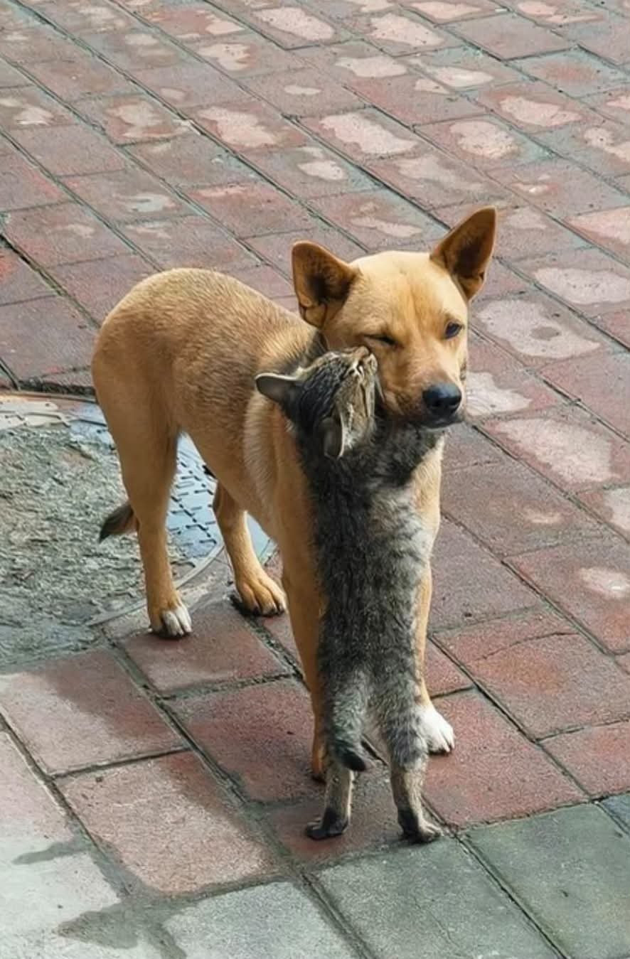 猫咪也喜欢小狗味~海外新鲜事热点现场