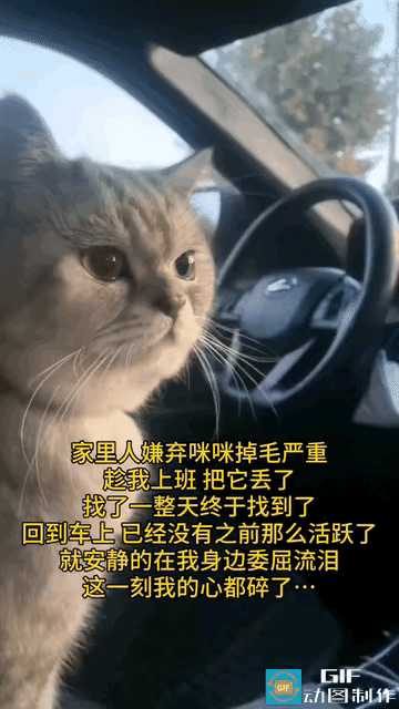 总有人说，猫咪只是一只宠物，没必要太过较真，可对于真心养宠的人来说，它是朝夕相伴
