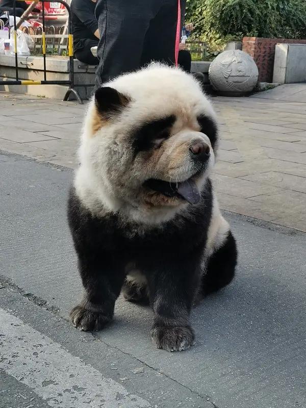 最近看到个事儿，有景区把小狗染成熊猫当拍摄道具，这操作真让人无语。景区回应说这是