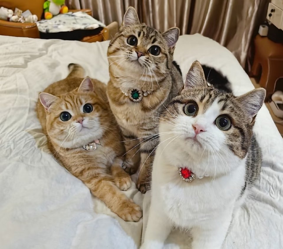 萌宠感觉闺蜜家的猫才是真正的被富养呢，唉，自愧不如啊。为什么觉得它们有敌意呢？