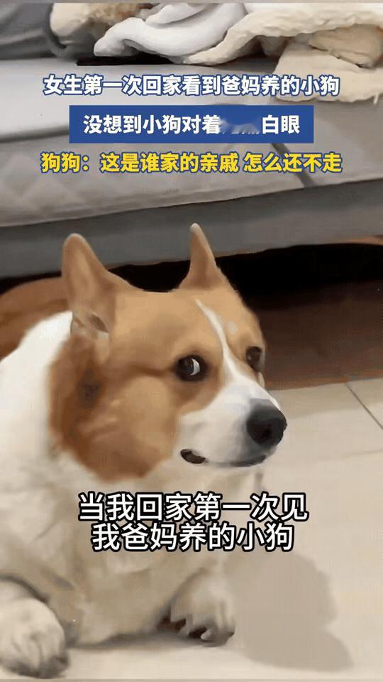 爸妈养的狗眼里：亲闺女=外来入侵者😂放假满心欢喜奔回家，一心只想黏黏家里