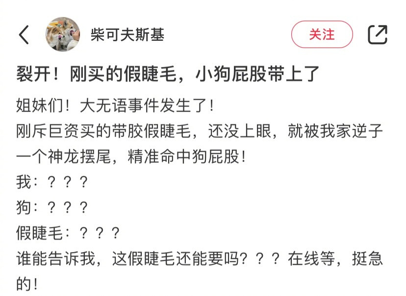 新买的假睫毛小狗屁股先带上了