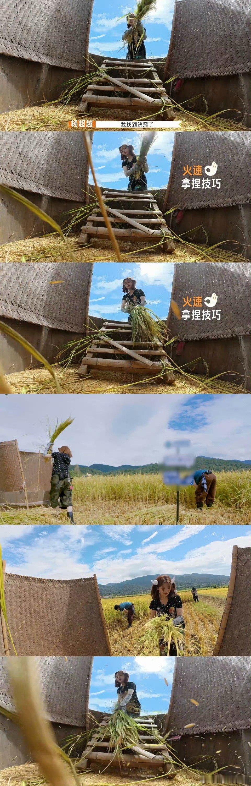 这打谷子的熟练度我给满分！杨超越干起农活来毫不含糊，每个动作都透着踏实劲儿，真是