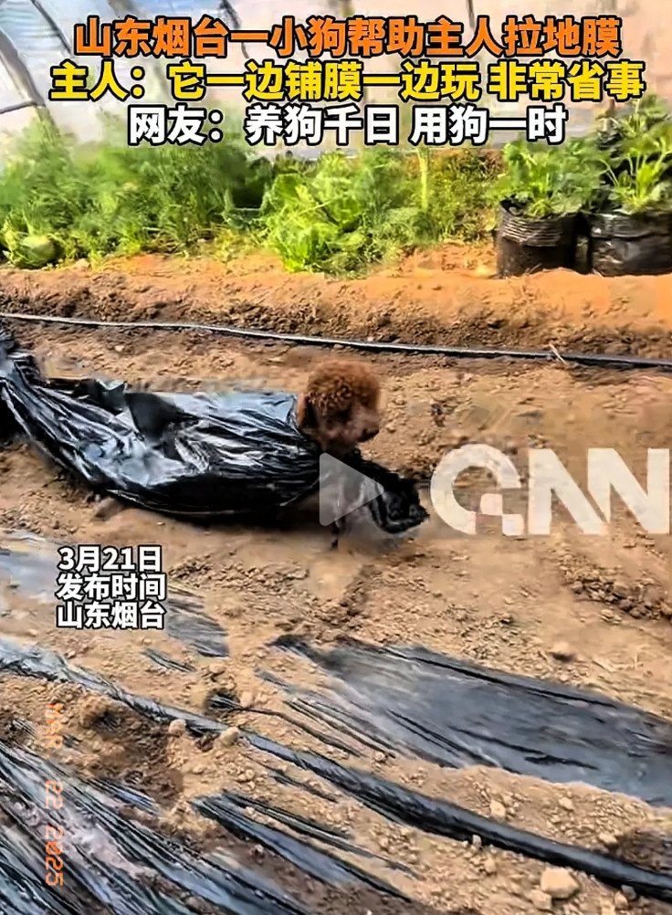 “太惊喜了！”山东烟台，一男子在大棚里干活，家里的小狗总在地里跑来跑去，男子见小