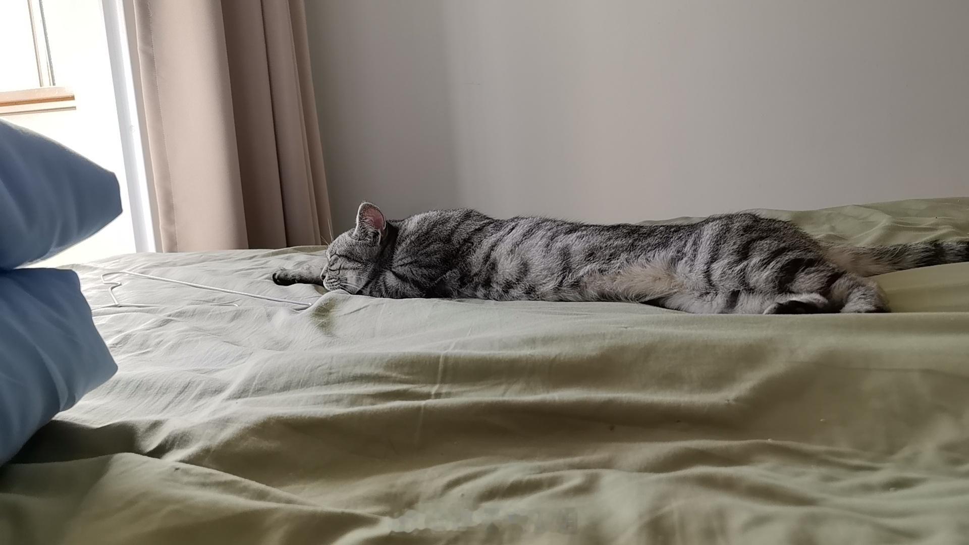 丑陋大坏猫合集​​​