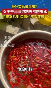 人怎么这么聪明！河北石家庄，一女子在家种青菜，结果大多被虫子吃的一干二净，女子疑