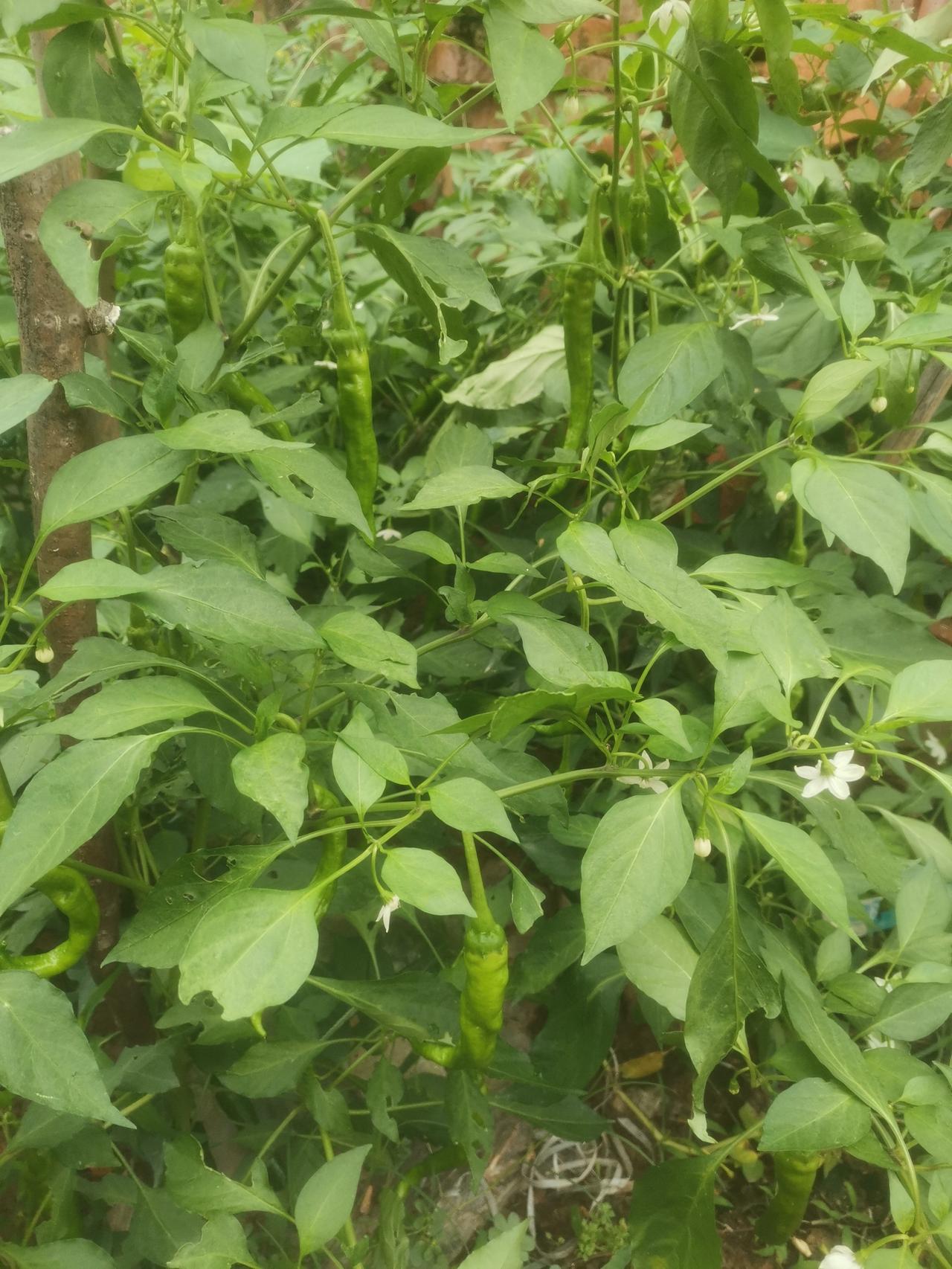 这段时间时常下雨，温度上升。辣椒长得太快了。我家辣椒已经开始结第三批了。