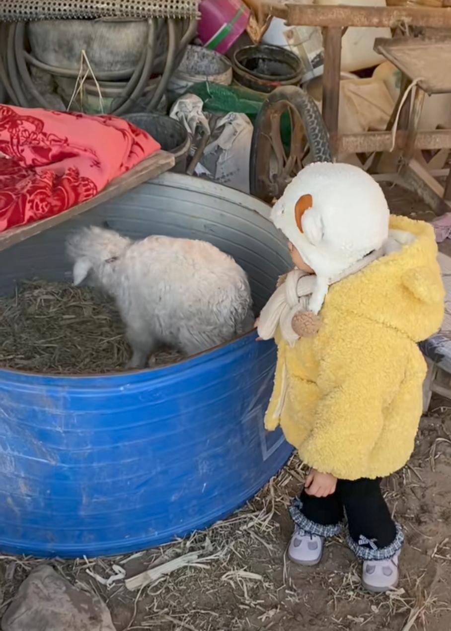 据说有人已经报价三十万了！可是小羊的主人毫不心动，坚持不卖。因为会“装死”，