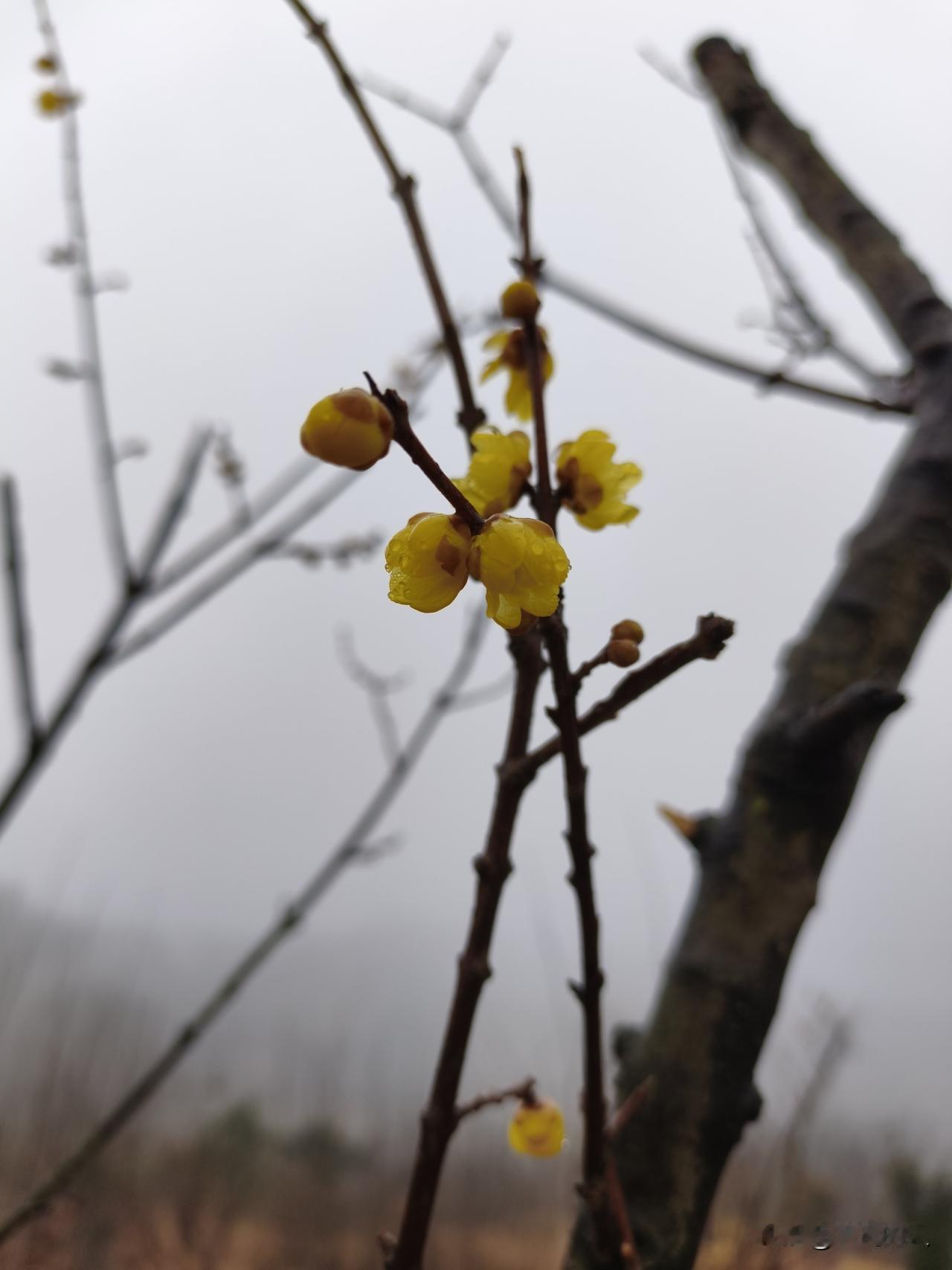 腊梅花骨朵儿一般是黄色的。寒冷冬季，腊梅枝头那黄色花骨朵儿闪闪发亮，像镶嵌在枝干