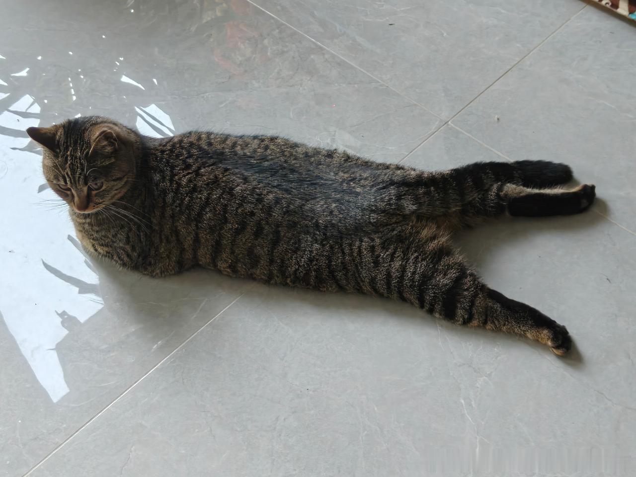 49637【丑猫】这到底是什么姿势