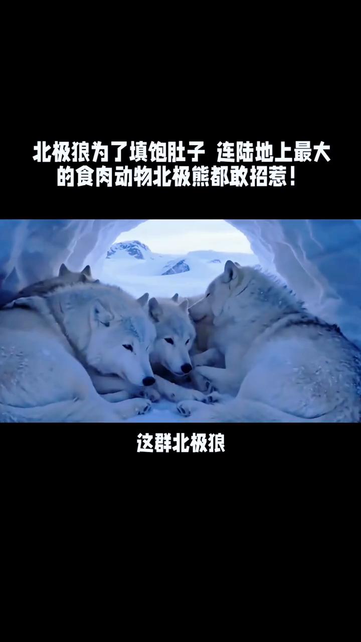 北极狼为了填饱肚子连陆地上最大的食肉动物北极熊都敢招惹。北极狼为了填饱肚子连陆