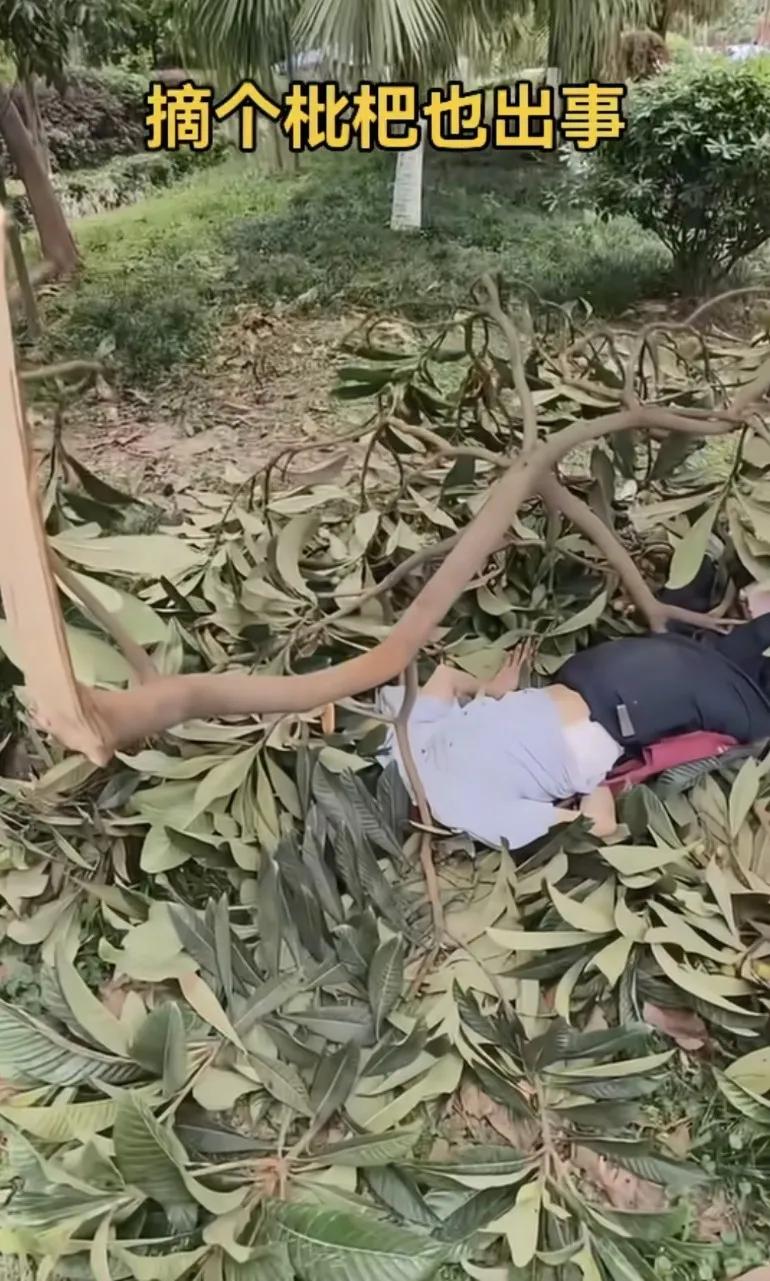 摘枇杷也出事，枇杷树，柿子树，和杨梅都很脆的，一般都不敢上树摘树枝都是脆的一批
