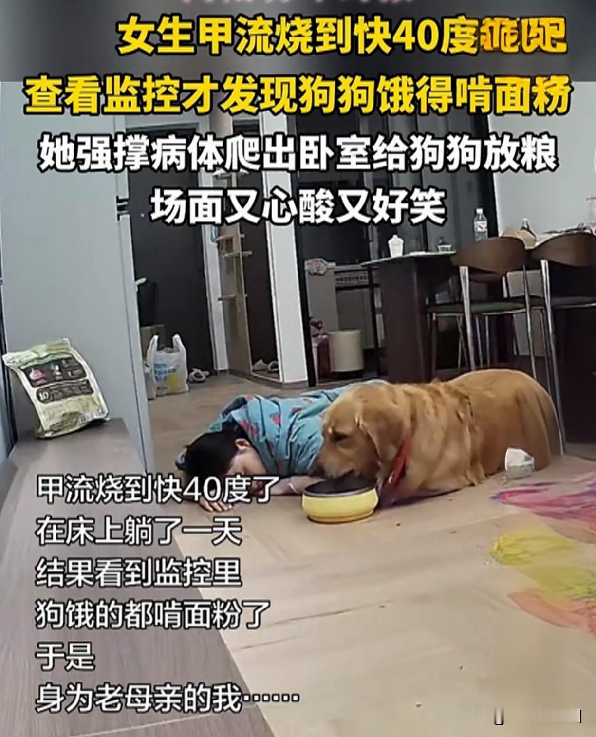 高烧40度爬着喂狗，医生骂我疯子！可监控里那一幕，谁扛得住？哎哟，你们敢信吗
