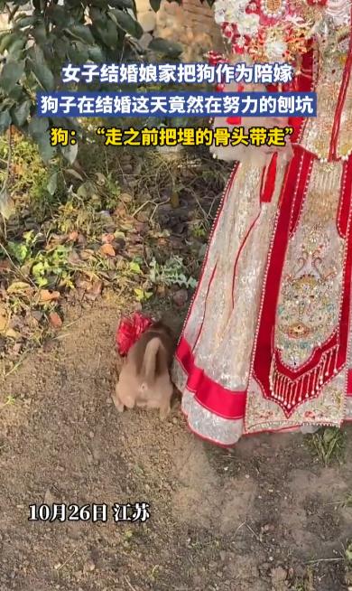 “笑不活了！”10月26日，江苏，一女子出嫁时娘家把狗狗作为陪嫁，没想到结婚当天