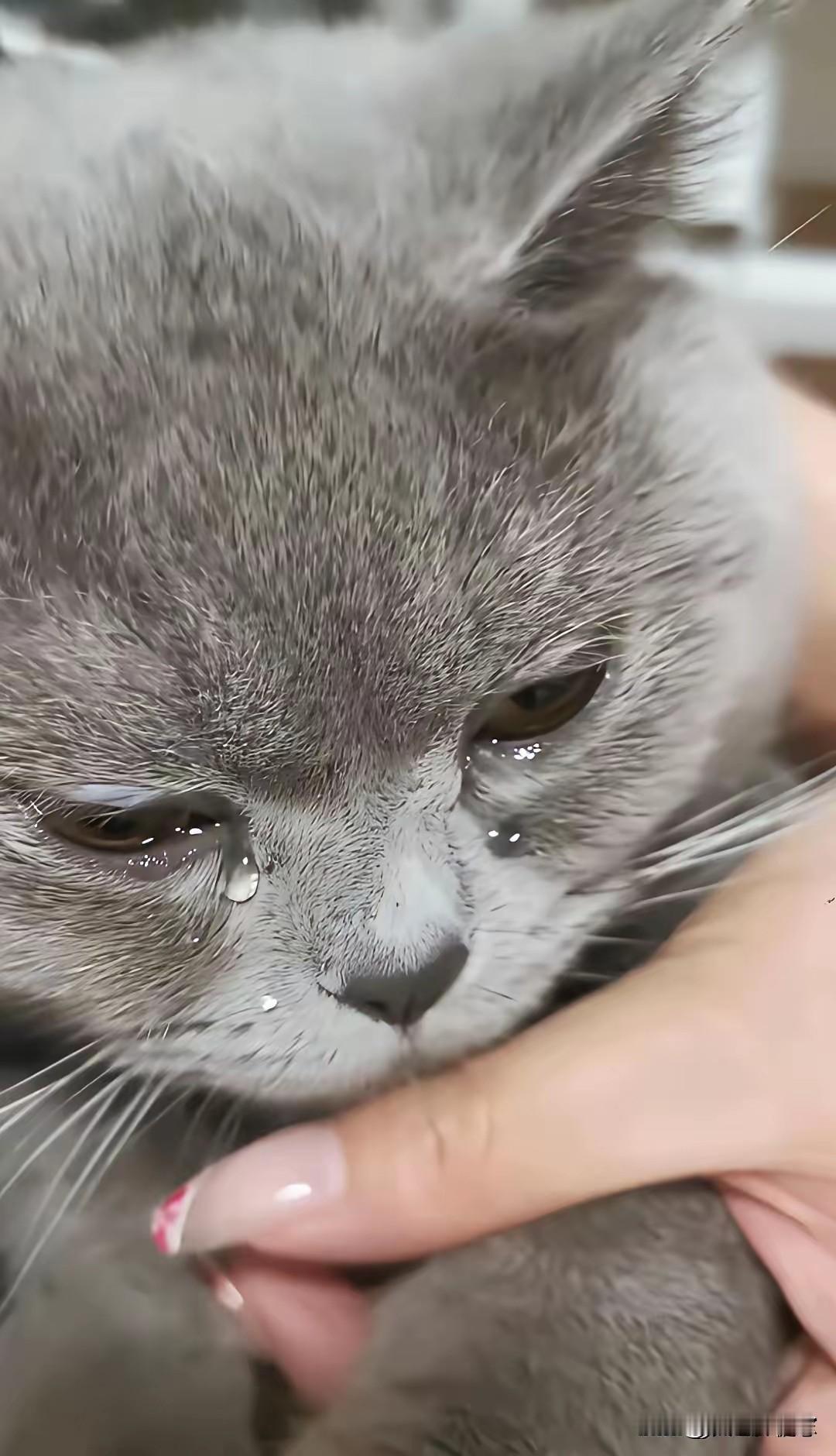 看哭无数人！开学重逢的一幕，猫咪想念主人真的会掉眼泪😭原来小动物的思念，