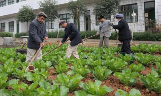 中国祖辈都在用的“粪水浇菜”，欧洲科学家却才发现，为什么？中国祖辈用粪水浇菜