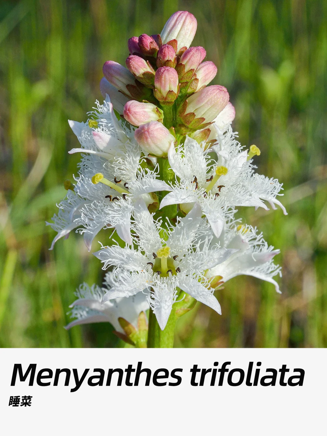 带你每天认识一种花材426｜睡菜