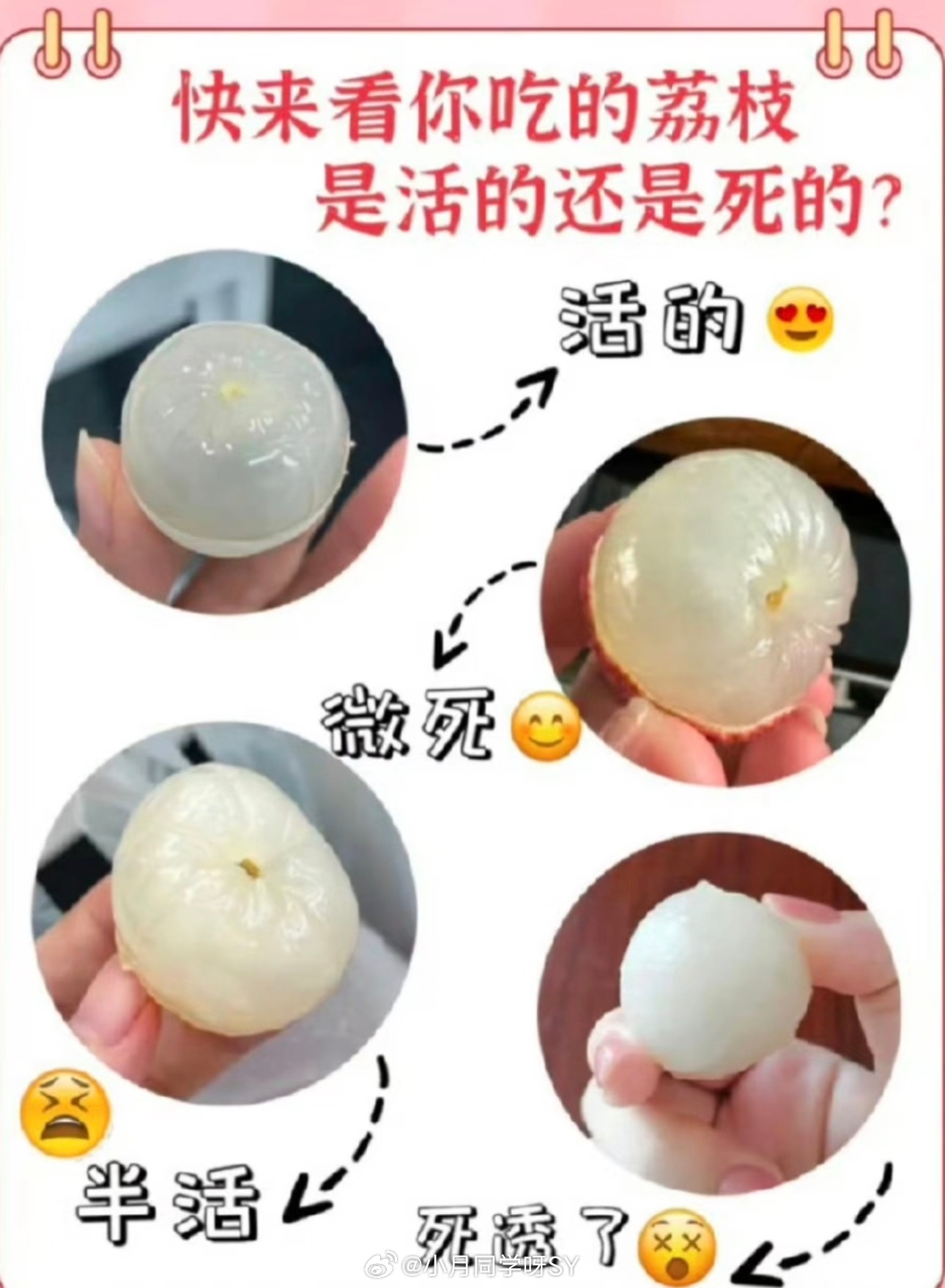 活荔枝死荔枝我这个ip注定吃不到活的了、见都没见过