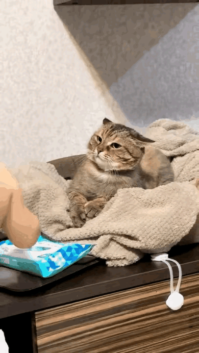 家里有小孩子千万别养猫，对猫咪不好。这个小猫咪显然是深受其害，看见小主人过来，