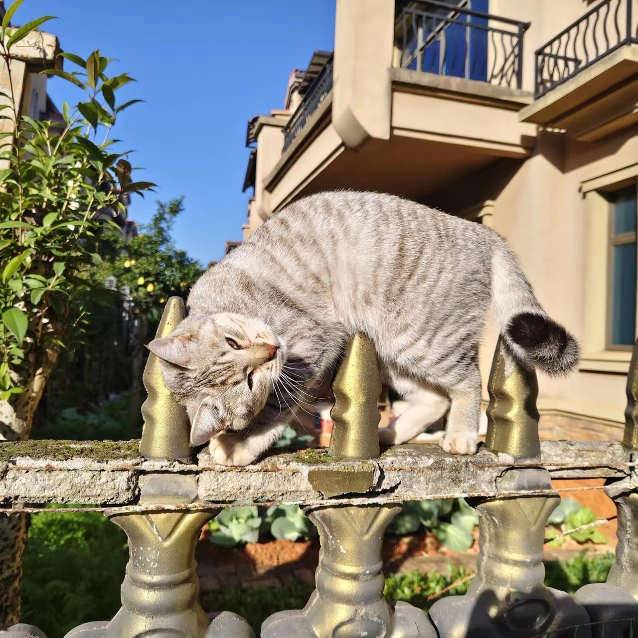 东篱的官司，争的从来不是病历，是举证责任不该被乱转移东篱因分析病历惹上侵权官