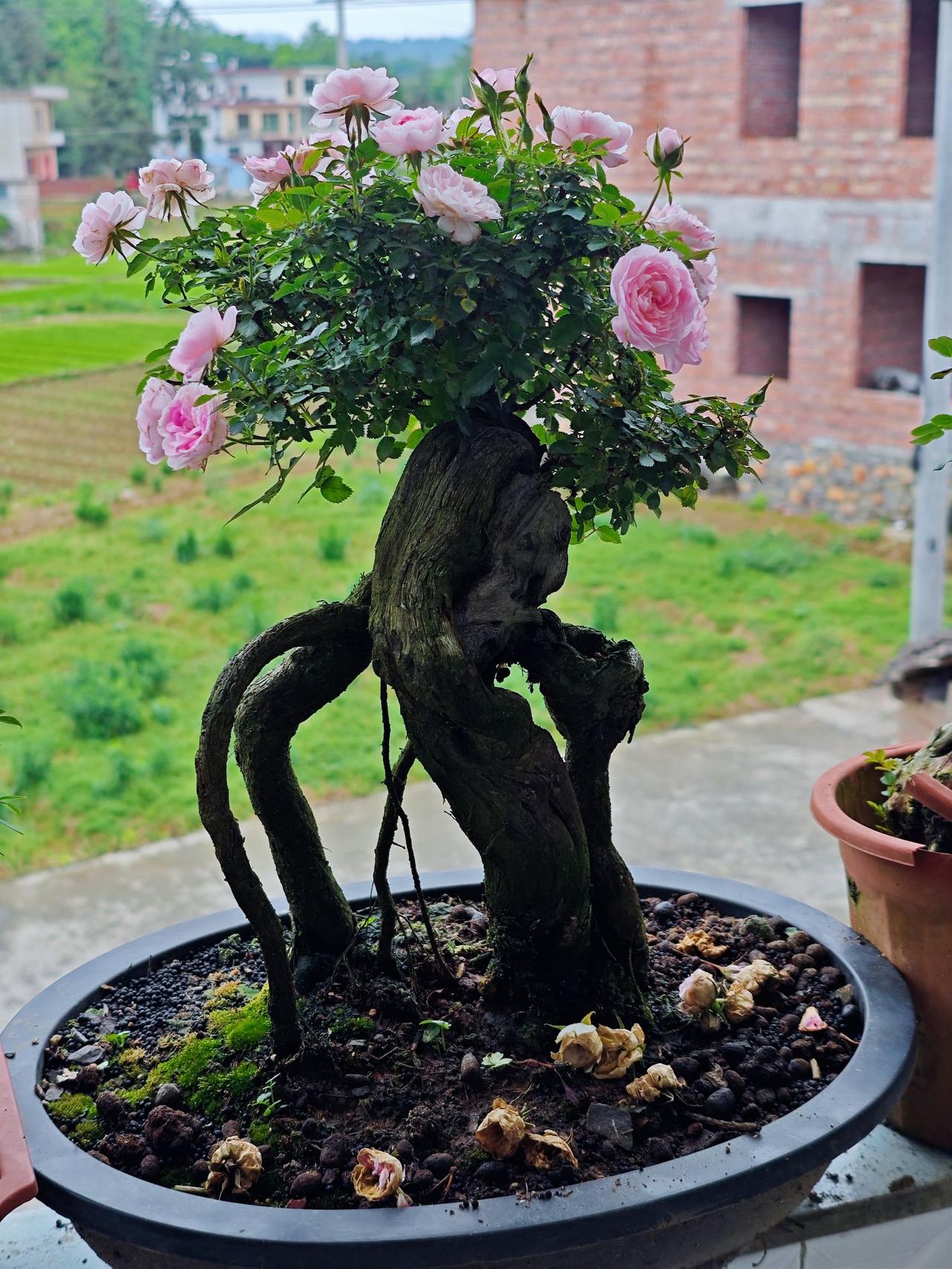遇事不决，可问春风，春风不语即随本心！养花修心月季嫁接