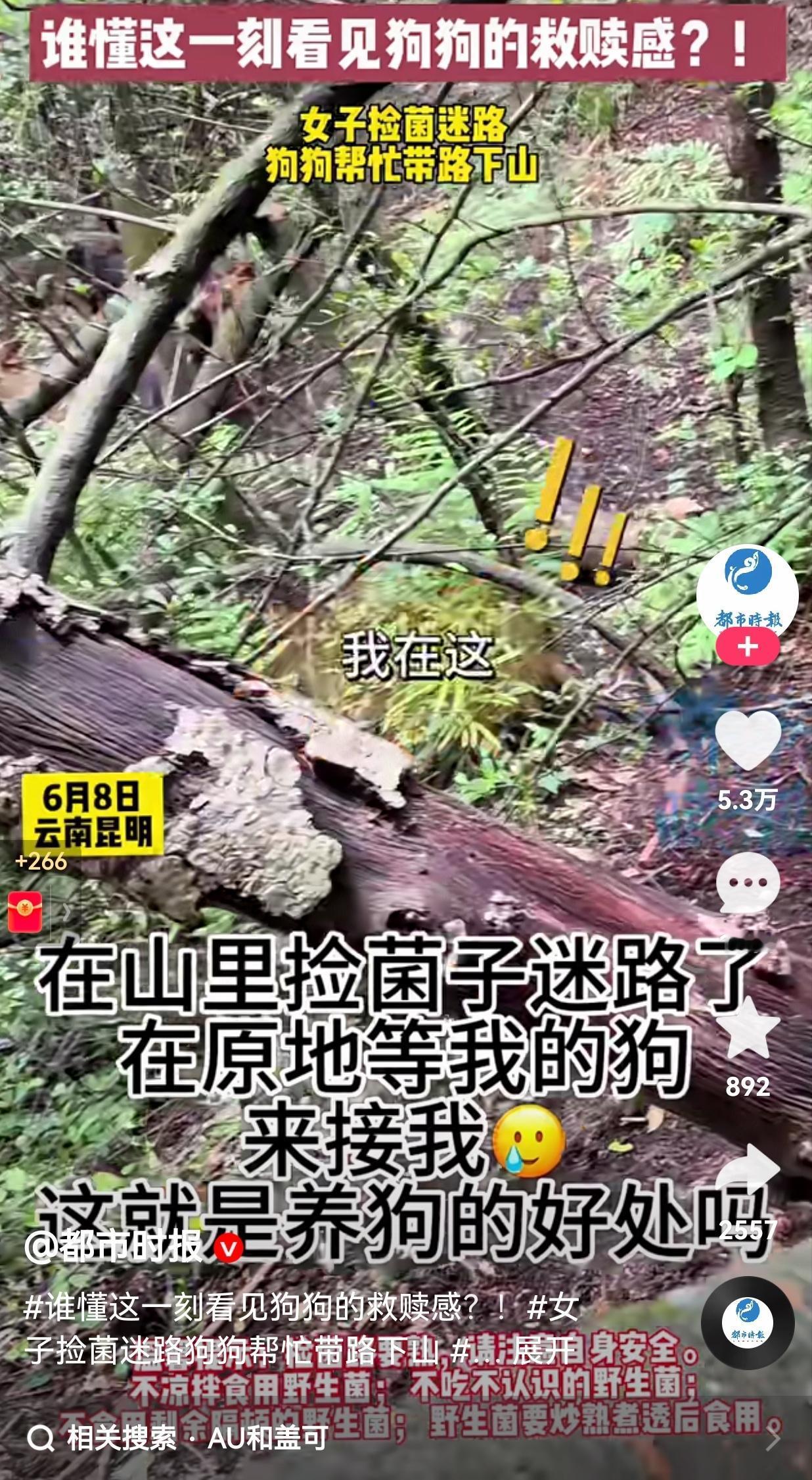 谁懂这一刻的救赎感呀！云南昆明，一女子带着自家的狗狗来山里捡菌子，狗狗在前面开路