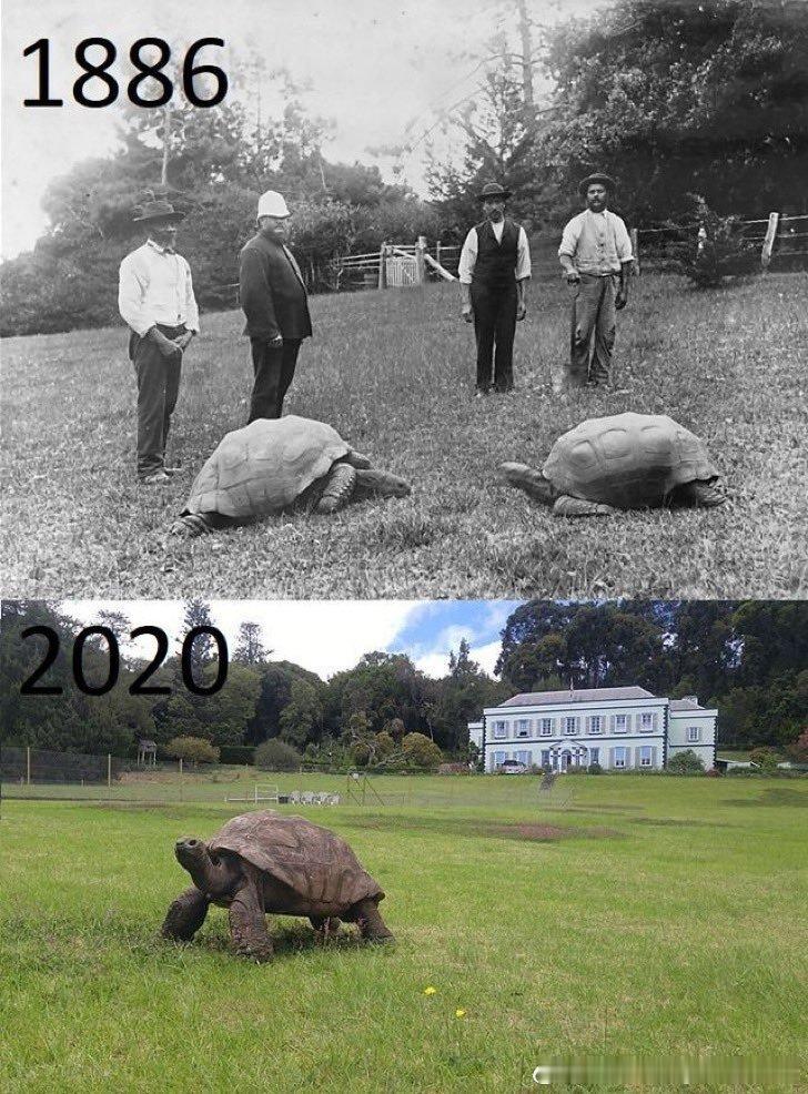 从1886年到2026年，巨龟乔纳森的两张照片，它已经194岁了，140年前就已