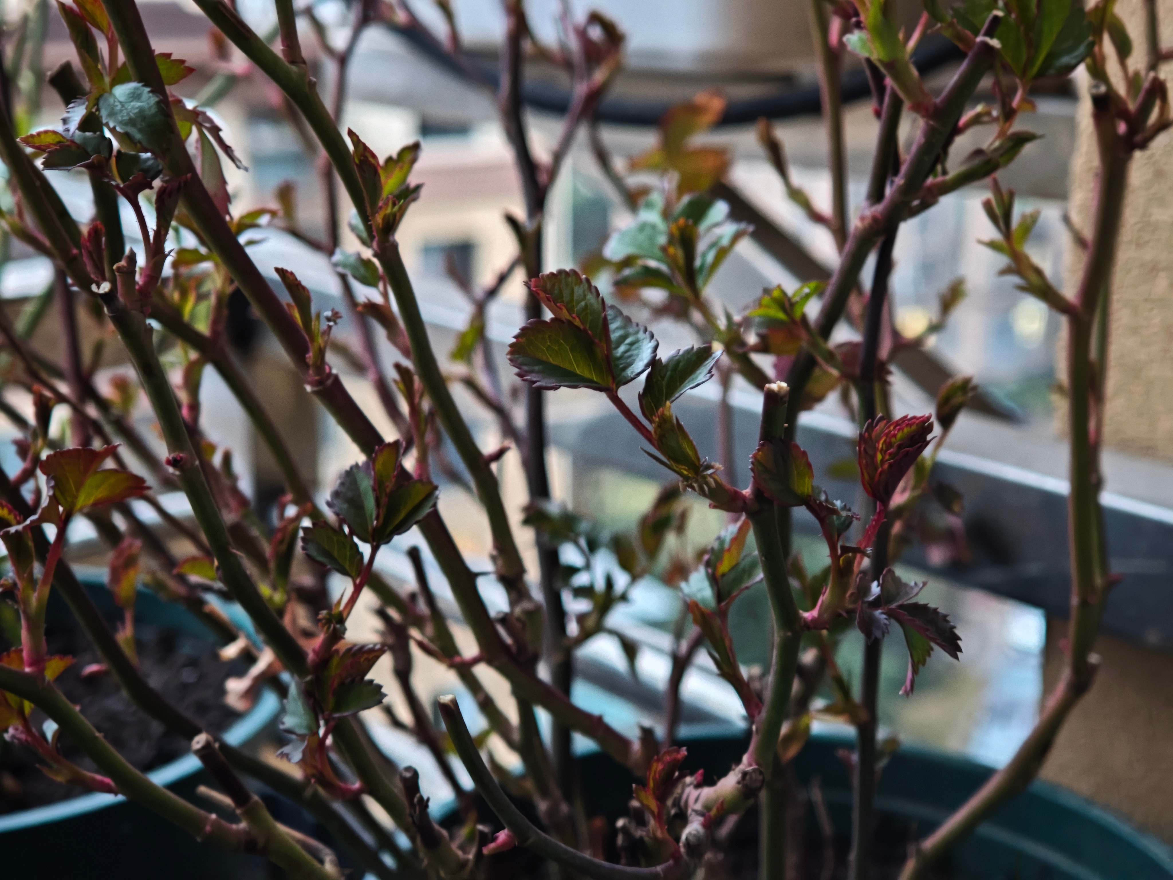 养的月季发芽了，期待春天