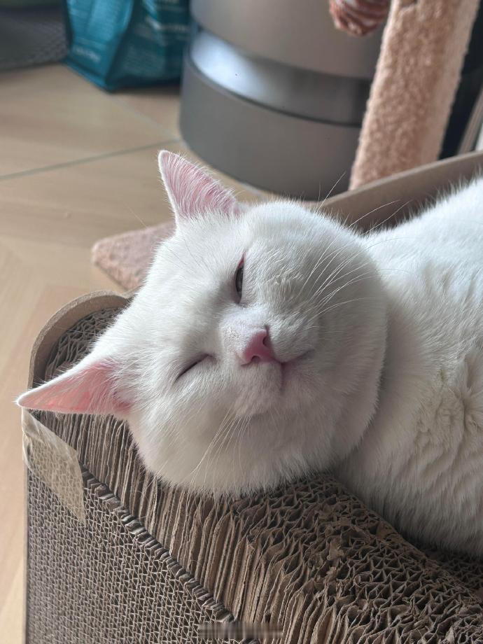 小猫睡着了都在保持微笑​​​