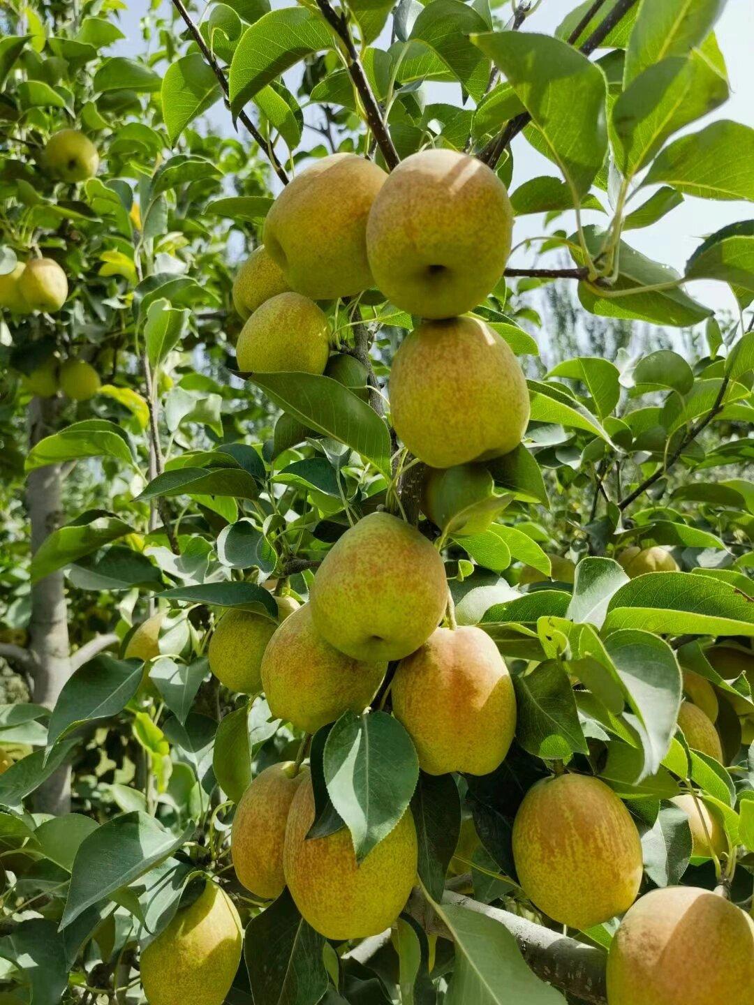 🍐新疆库尔勒香梨｜梨城甜蜜打卡攻略✨来库尔勒！一定要奔赴一场香梨的甜蜜之约?