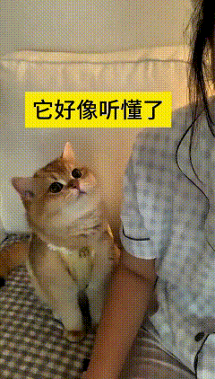 我看了好几遍这个视频，心里可暖乎了。主人难受得掉眼泪，跟自家橘猫念叨，自己要是