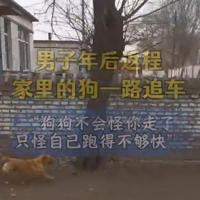 笑到肚子疼！狗子屡教不改追车，主人硬核上秤砣，网友：物理压制最致命笑不活了