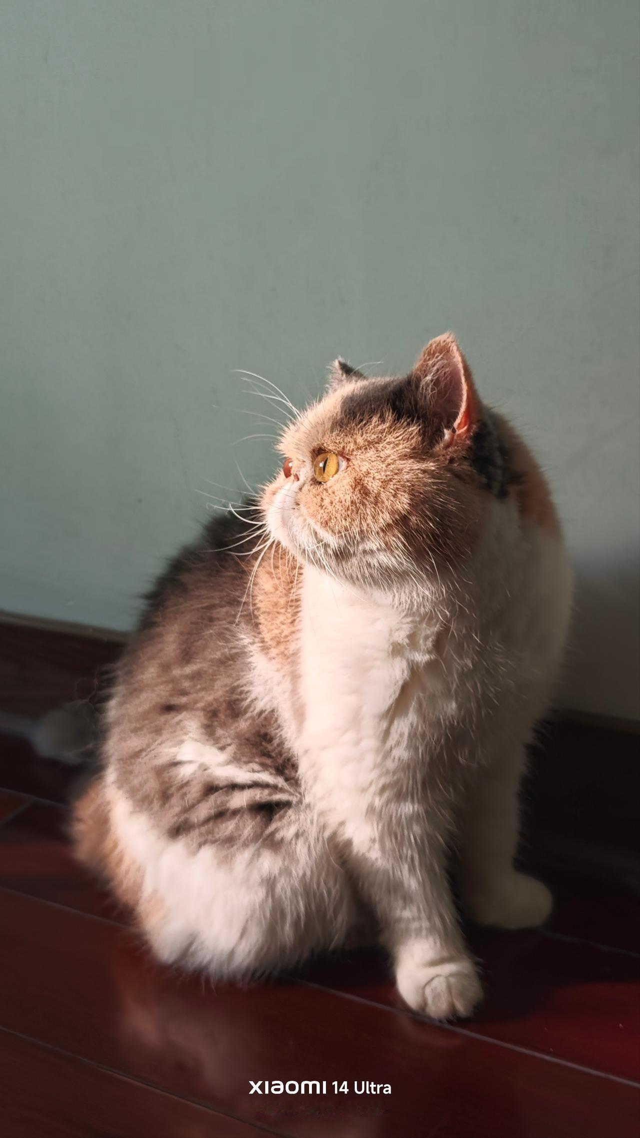 【[烟花]飞虎涂鸦2219】从加菲猫悟透好奇人生🍀家里有一只美国加菲猫，别