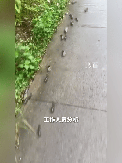 我的个乖乖！鱼都学会“过马路”了？！近日广西暴雨刚停，有老乡在路边瞅见了这
