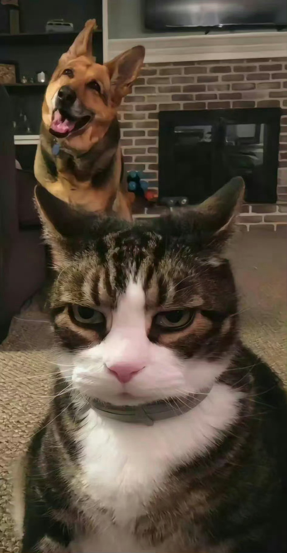 猫咪准备自拍时，有一只狗子闯进了镜头里：看你那傻样😾📸️