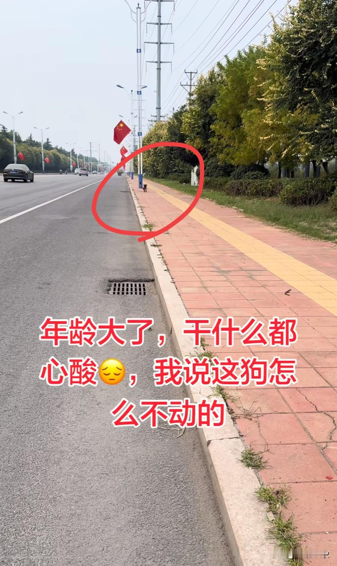 真是年龄大了，干啥都心酸[笑着哭]我说这狗怎么一动不动呢[笑着哭][笑着哭]